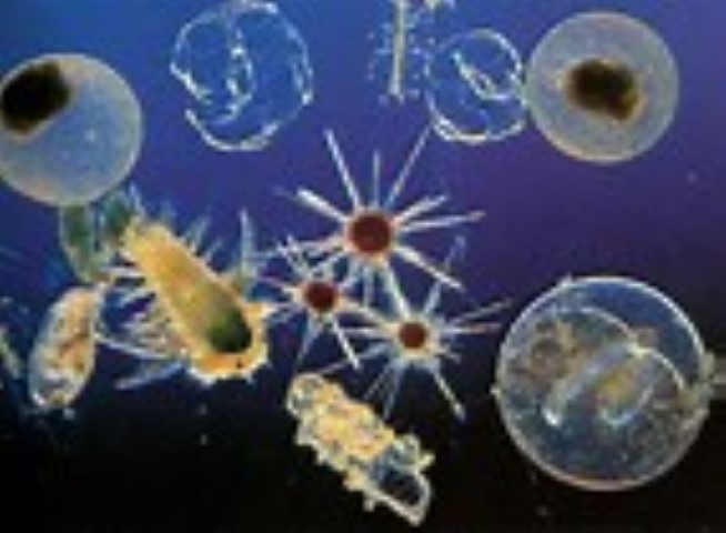 Plankton Party - Family event, Norfolk Wildlife Trust Cley Marshes, Coast Road, Cley, Norfolk, NR25 7SA | Discover the huge variety of tiny animals (plankton) that live in the sea, and learn why these fascinating mini creatures are so important. | Wildlife, marine, conservation